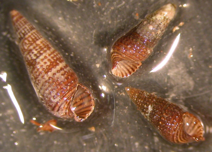 Bittium da determinare